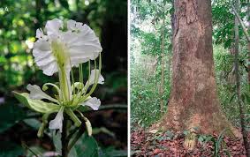 Image result for Berlinia orientalis