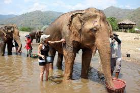 Bathing Elephants In Thailand A Big Butt Montage