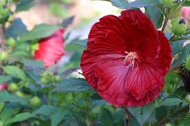 Image result for Hibiscus Red 2016 Vito