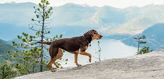 The way home (korean movie); A Dog S Way Home Film Review Spirituality Practice