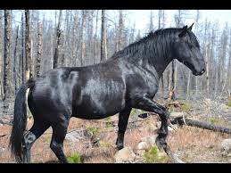 Canada S Wild Horses Zoocheck