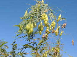 Image result for Sesbania macowaniana