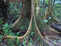 Image result for Pterocarpus megalocarpus