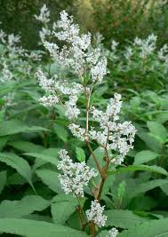 Image result for Polystachya laurentii