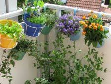 Una dintre cele mai supraviețuitoare plante, care nu are prea multe cerințe în ceea ce privește îngrijirea. Plante Rezistente Frig