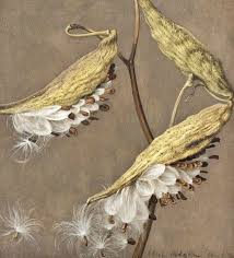 Eliot Hodgkin Milkweed Seeds 1941 Milkweed Seeds Milkweed Milkweed Pods