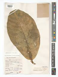 Image result for Tabernaemontana crassa