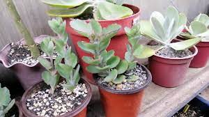 Propagating Kalanchoe Laxiflora Soil Sunlight Water Jadelets Update Youtube