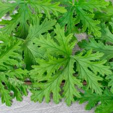 Image result for Pelargonium graveolens