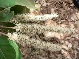 Image result for Terminalia mollis