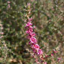 Image result for Salsola