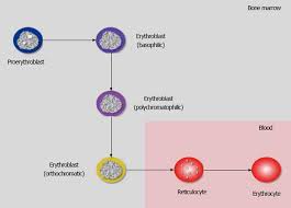 Image result for Red Cell Distribution Width