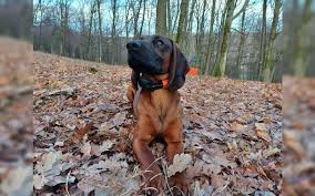 Image result for bavorský barvář