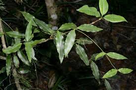 Image result for Secamone punctulata