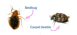 To identify bed bug bites, look at your skin first thing in the morning. Bugs Mistaken For Bed Bugs How To Get Rid Of Them