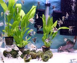 Your aquarium plants aren't thriving. Using Live Plants In Your Home Aquarium