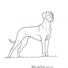 They're great for all ages. Great Dane Coloring Page Free Printable Coloring Pages Coloring Home