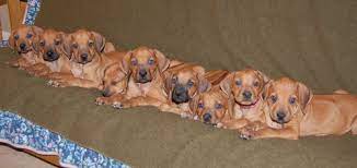 Their mom is a dna tested catahoula/rhodesian ridgeback mix. Rhodesian Ridgeback Puppies Rhodesian Ridgeback Puppies On The Way