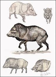 Meet the adorable javelina, or peccary, a wild pig of the desert! Javelina Page By Reptangle On Deviantart