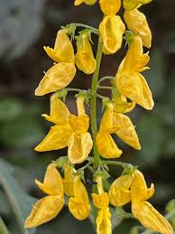 Image result for Coleus melleri