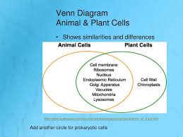 Plant cells animal cells venn diagram of plant and animal cells. Ppt Cells Powerpoint Presentation Free Download Id 3494482