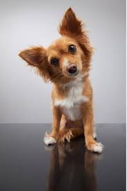 Going to a professional is key to treating fear in the dog, although there is always the possibility of a once the dog practices this exercise and shows confidence at home, do the same exercises outside the home. Why Is My Dog Suddenly Scared To Go On Walks Pethelpful
