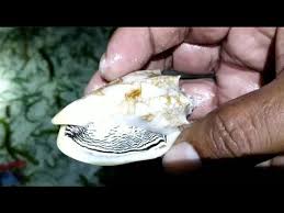 Oleh iqbal hakimdiposting pada agustus 7, 2019november 16, 2020. Survival Sea Slug Mencari Siput Laut Macam Macam Siput Laut Youtube