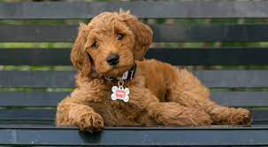 If you are looking for a breeder who can educate you further about the breed and help you find your new family member, you are in the right place. Mini Goldendoodle Google Search Goldendoodle Goldendoodle Puppy Puppies