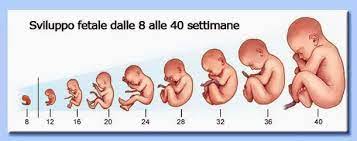 La fetometria del feto di settimana, la cui tabella ha indicatori dello sviluppo del bambino, può essere molto utile non solo per la futura mamma, ma anche per i se necessario, è possibile correggere l'insufficienza placentare o impegnarsi nella formazione della dieta del bambino prima della nascita. Il Feto Progetto Informatica