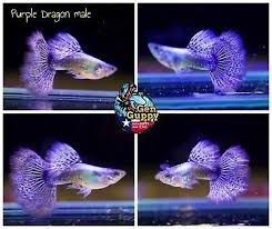 1 Pair Premium Grade Live Guppy Fish Purple Dragon Big Dorsal Usa Stock Ebay In 2020 Guppy Fish Fish Pet Fish