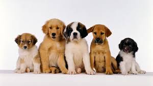 1080 is designed to kill pests in our forest, but it can kill dogs if they are allowed in poisoned areas. 43 Dog Hd Wallpapers 1920x1080 On Wallpapersafari