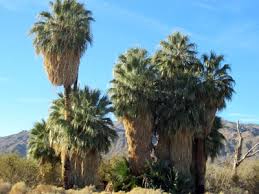 Image result for Washingtonia filifera