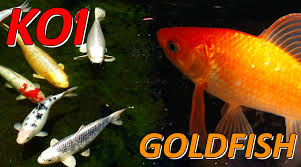 (8)like the settlement of the united states, much of australia's history deals with the push west. Are Goldfish And Koi Related Coolfish Network