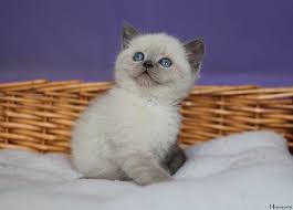 British Shorthair British Shorthair Cattery British Shorthair Kedi Ingiliz Kedisi Satilik British Shorthair Kedi Yavrusu Satilik Kedi Yav Kedi Kopek Bebek