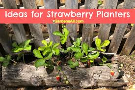 Better home & garden magazine on strawberry container. Ideas For Strawberry Planters Diy And To Buy Gardensall