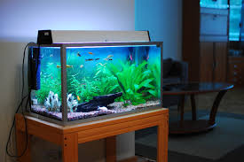 Cocok buat aquarium atau aqascape. Informasi Penyuluhan Perikanan Teknik Membuat Akuarium