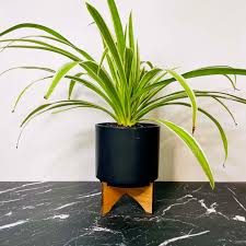 Image result for Chlorophytum silvaticum