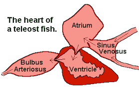 But unlike us, the chambers of their heart are not all muscular and are not so built into a single organ. Fish Circulatory System 101 How The Heart Blood Work Earth Life