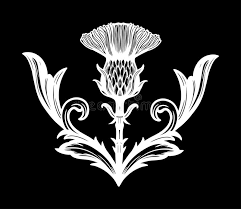 Creeping thistle scotland tattoo flower, scotland, white, food png. Thistle Flower The Symbol Of Scotland Stock Vector Illustration Of Ornate Blossom 144156763
