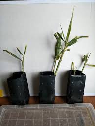 Terdapat beberapa jenis dan khasiat halia yang kita perlu tahu. Anak Pokok Halia Gjf Halia Bara Halia Merah Red Ginger Facebook