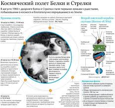 pin by viktor ponomarenko on 040 kosmos kosmos space dog russian space dogs dog infographic
