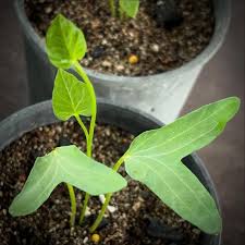 Image result for Zornia setosa