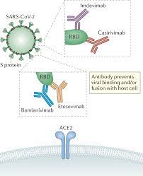 Watch this video to find. Neutralizing Monoclonal Antibodies For Treatment Of Covid 19 Nature Reviews Immunology