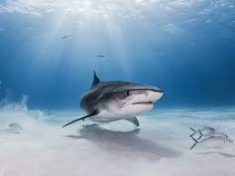 Great white shark an enormous, ferocious predator found worldwide. Shark Wordsearch Vocabulary Crossword And More