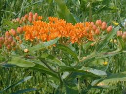 Butterfly Milkweed Asclepias Tuberosa