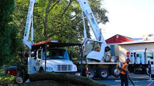 There are extensive resources online detailing various methods, which all require you to either buy or rent expensive equipment. Tree Trimming Mistakes You Should Always Avoid Jobs In Wildlife