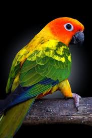 Bird And Pet Clinic Of Roseville Hours Pet Birds Kerala Pet Birds Big Best Pet Birds Pet Birds Pet Birds Parrots