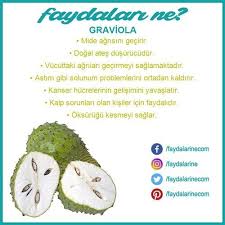 Graviola Graviolanin Faydalari Graviolanin Faydalari Nelerdir Faydalari Faydalari Faydalarine Faydalarine Vitamins Graviola Graviolanin Faydalari Gra