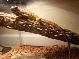 Best Iguana Cage 2020 Review How To Pick The Best Iguana Cage Timeline Pets
