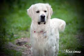White Golden Retriever Puppies English Cream Akc Certified Nj Ny Va Ct De Ri Ca Az F White Golden Retriever Puppy Golden Retriever Golden Retriever White